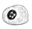 Plasmazelle