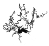 retikul�re Fasern
