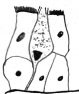 Becherzelle (einzellig endoepithelial)