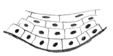 unverhorntes mehrschichtiges Plattenepithel
