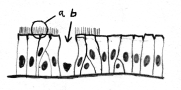 mehrreihig (hochprismatisches) Epithel