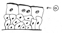�bergangsepithel