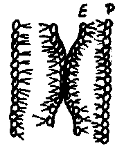 Tight junction