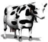 Moo!