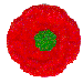 poppy
