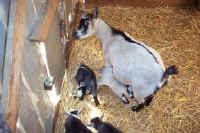 meganlivestockscf0008.jpg (28925 bytes)