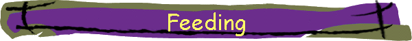 Feeding