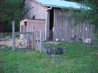 herd.jpg (46812 bytes)