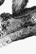 brachyteles