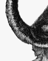 Ateles