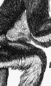 bezebuth