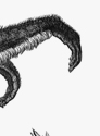 ateles paniscus