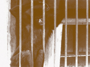 Macaco aranha ou Coat� preso num zool�gico da Bahia