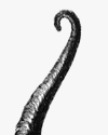 preensil