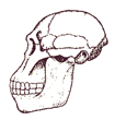 Australopithecus africanus