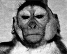 Macaco Rhesus infectado experimentalmente com o v�rus da caxumba