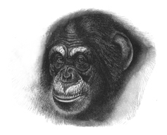 Pan troglodytes