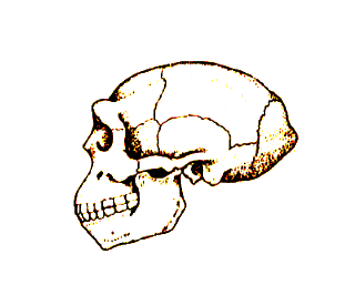 Cr�nios do Autralopithecus do Homem de Java e de Pequim