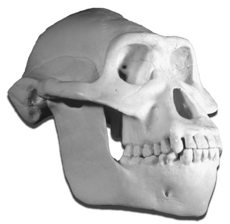Oblique view of Australopithecus afarensis