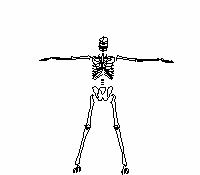 Homo sapiens