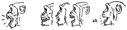 express�o facial do chimpanz� por Van Hooff - P. Edwards