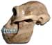 Fossil colored A. afarensis skull model