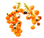 Frutos do guaran� maduros