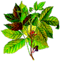 Paullinia cupana