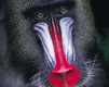 MANDRIL