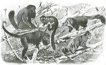 1 Chiropotes satanas; 2  Aotus trivirgatus; 3 Pithecia monachus; 4 Cebus apella 5 Alouatta caraya 