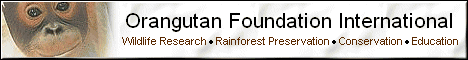 Orangutan Foundation International Home Page
