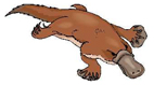 O ornitorrinco - Ornithorynchus anatimus, tem semelhan�as com aves e mam�feros.