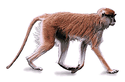 Cercopiteco