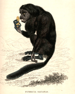 Pitecinae