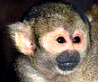 Saimiri sciureus
