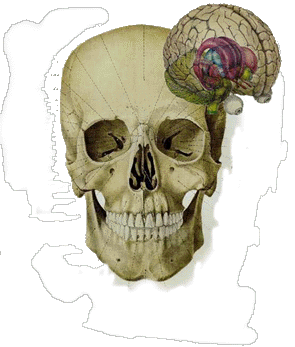 Crnio  e Crebro do homo sapiens