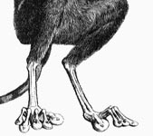 Tarsidae