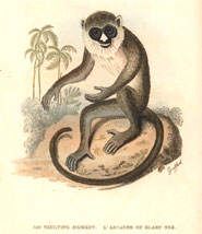 vaulting monkey - Griffth 1821