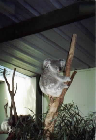 Cute Koalas, but not so friendly, really
