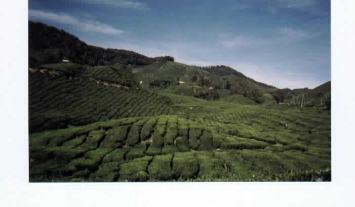 Tea and strawberries are grown and picked year round in this amazingly cool part of the jungle tropics
