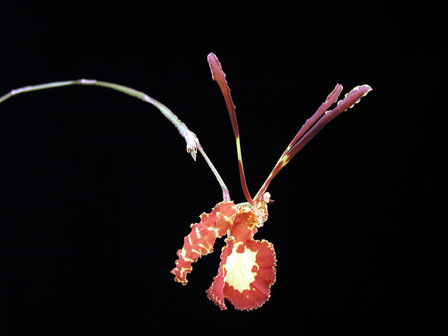 jetcityorange orchid.