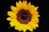 674063.jpg (62864 bytes)