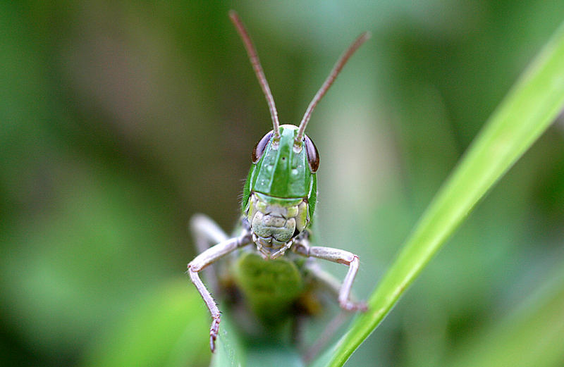 Heupferdkopf MakroHelikopter