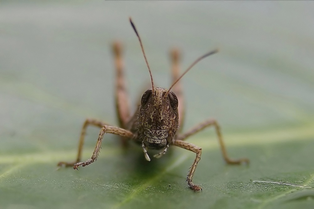 Heupferdkopf MakroHelikopter