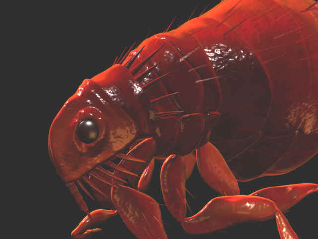 Oriental_Rat_Flea_Pulex_Irritans.jpg