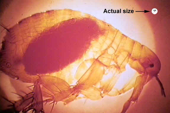 flea_blood_sucking