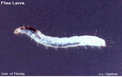 flea_larva.jpg