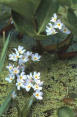 Sumpfwasserfeder (Water Violet)