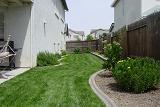 holy side yard! with still more grass