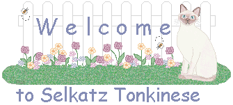 Welcome to Selkatz Tonkinese